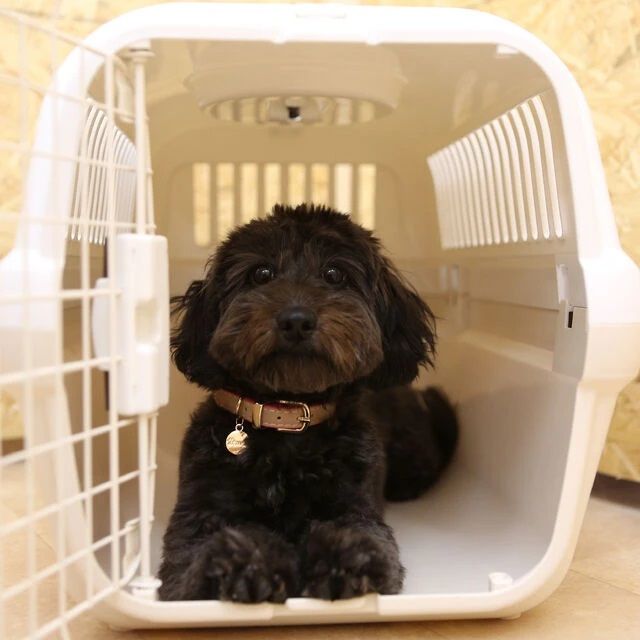 ドッグスクール_イメージ